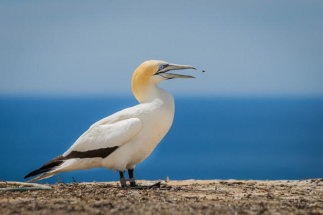 120 Cape Kidnappers, Pacifische Jan van Gent.jpg